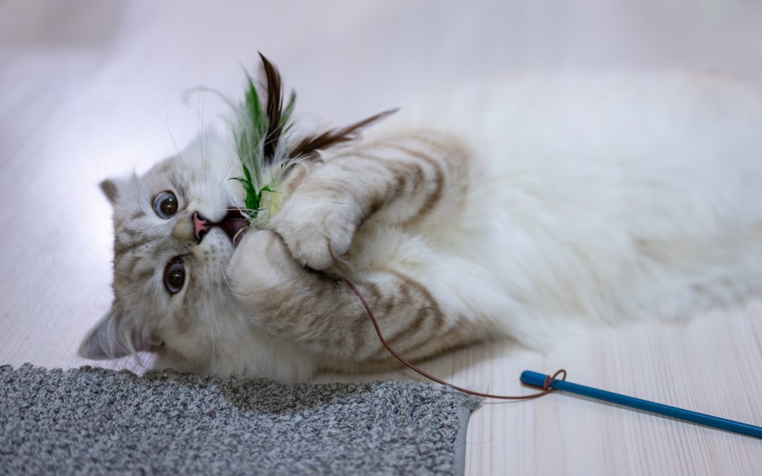 Happy Cats: Creating an Enriching Indoor Environment