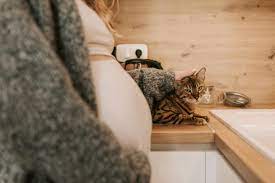 cat litter cleaning pregnant woman with cat