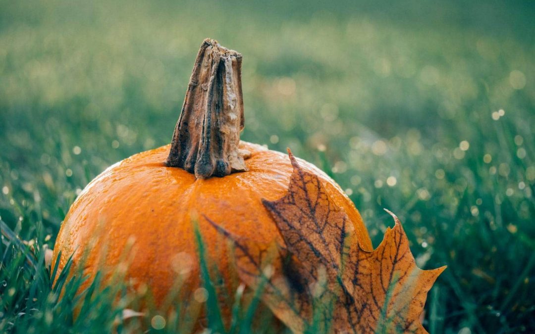Halloween Safety Tips and Costume Ideas for Your Pet