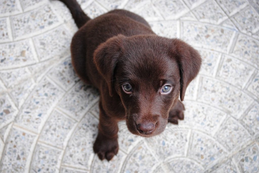 First, Discuss This With Your Veterinarian