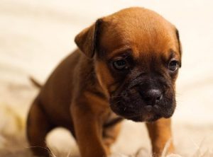 pet sitting & dog walking service allen,tx
