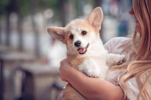Puppy Care Services