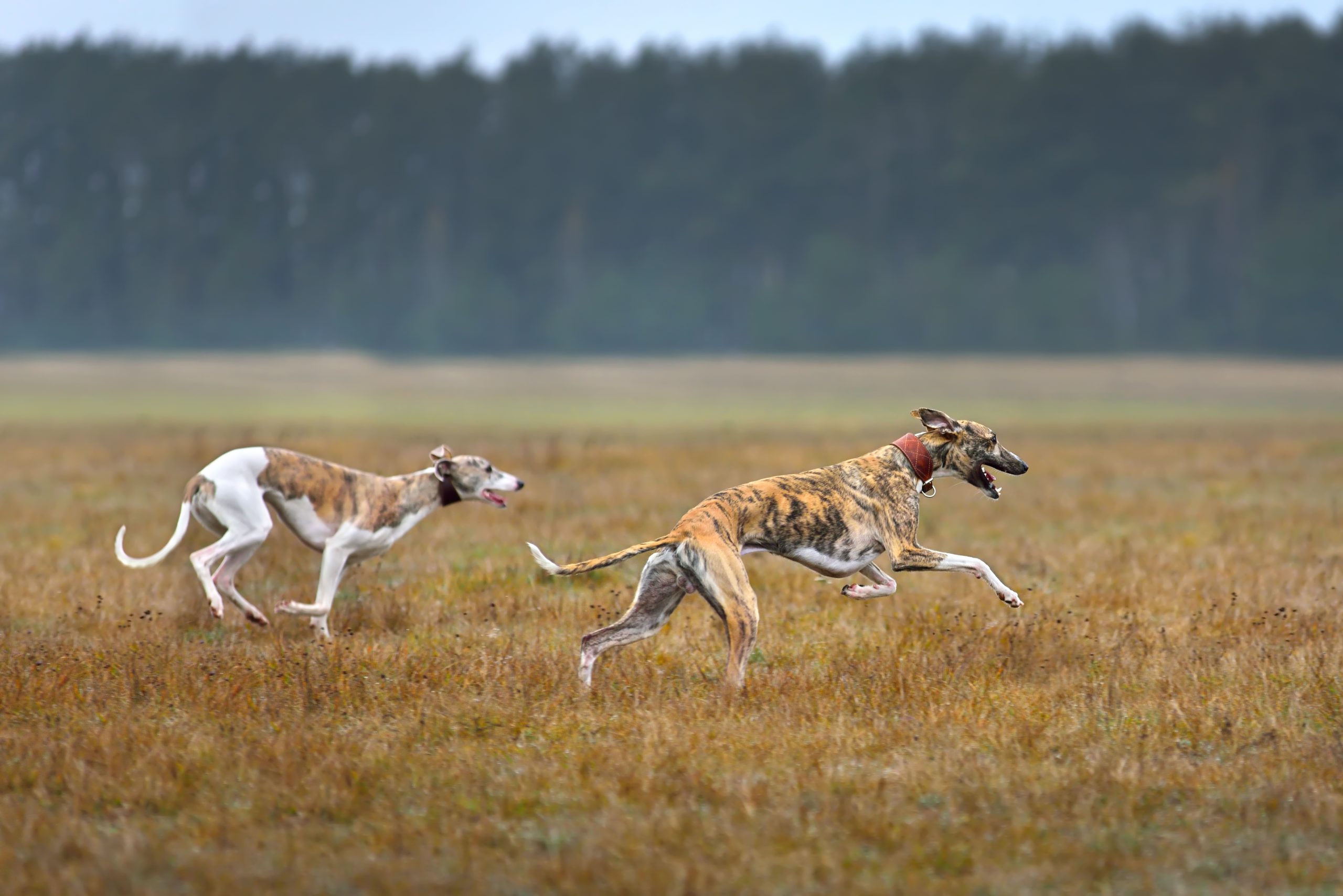 How Much Exercise Does My Dog Need?