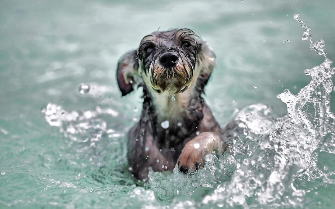 Water Safety Tips for Dogs