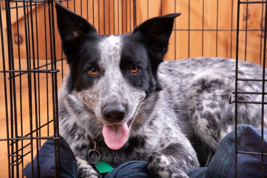 to Transition Your Pandemic Puppy Before You Return to Work