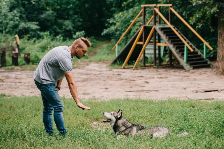 Training Your Dog: Factors That Can Make the Difference Between Success and Failure