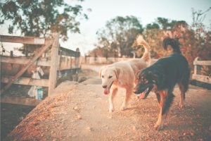walking in austin tx dogs