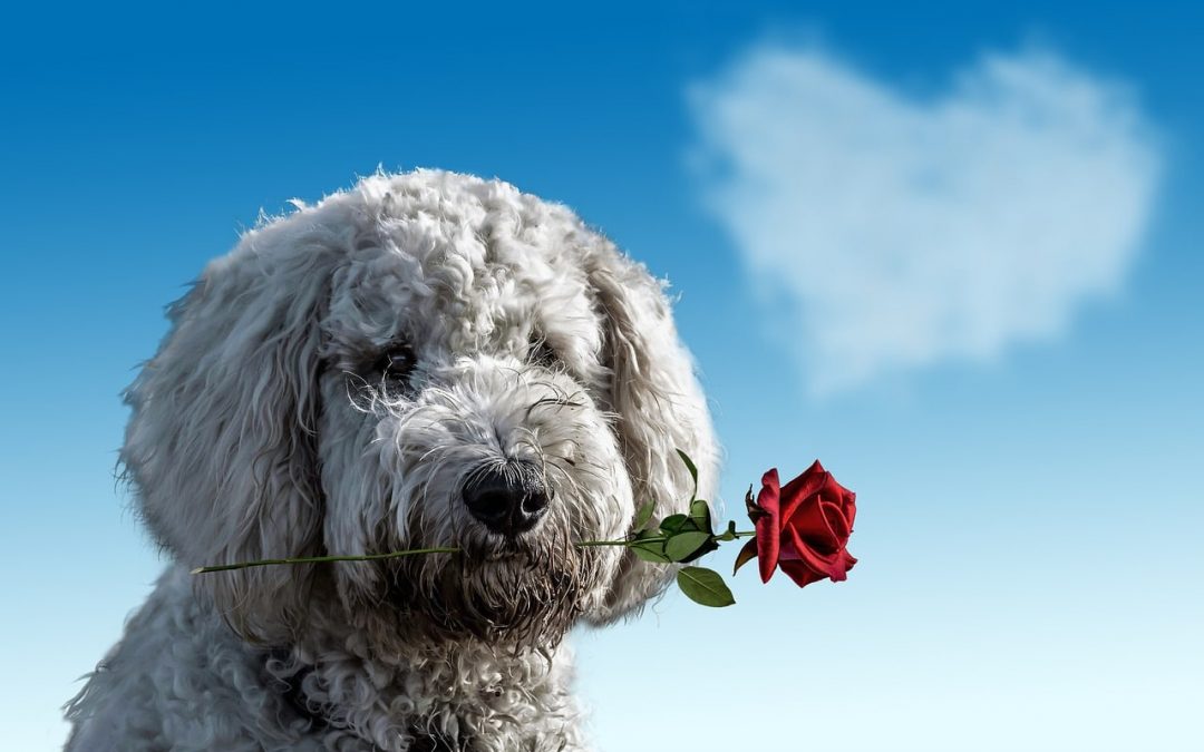 The Best Gifts For Dog Lovers