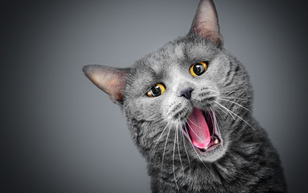 Simple Steps to Prevent Hairball Complications in Cats
