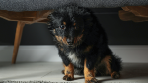 small black and tan dog with anxiety takes cbd oil for dogs