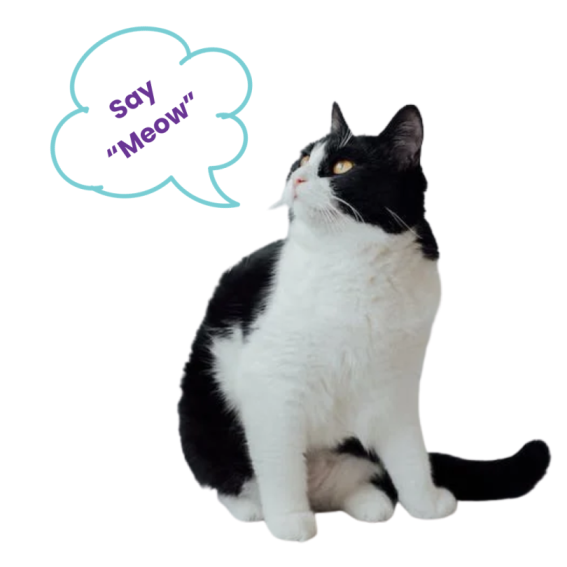 Say “Meow” (1)