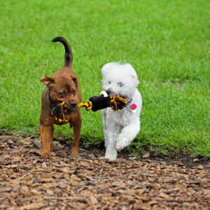 Pet friends play on All American Pet Photo Day in a park