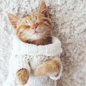 Kitten in Cardigan Dressed Up for All American Pet Photo Day