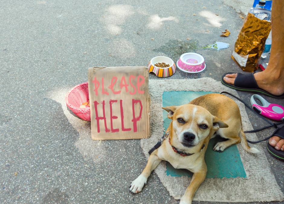 Pet Sitters Sponsor Dallas Pet Food Pantry