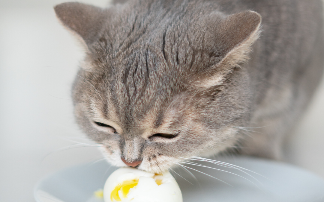 Feeding Eggs to Pets: 5 Proven Benefits