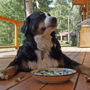 Bernese Mountain Dog waits for special feast on All American Pet Photo Day
