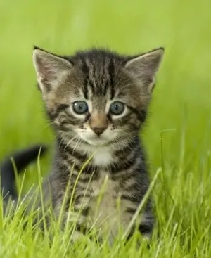 Hello!
