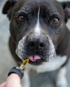 Black and white pitbull receives holistic allergy medication from a dropper.