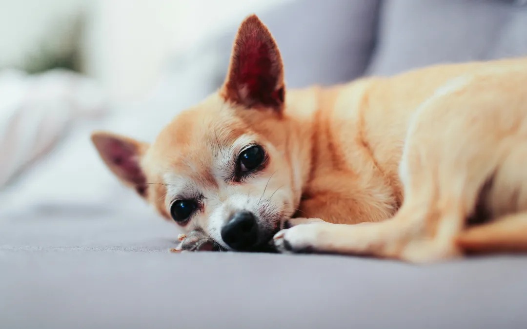 Mystery Dog Illness Alert for Texas Owners