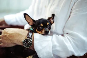 chihuahuas are highly sought after pet theft