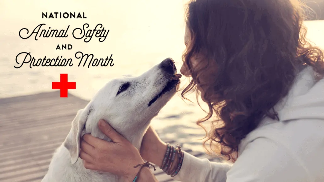 Thoughtful Living In Harmony With Our Pets