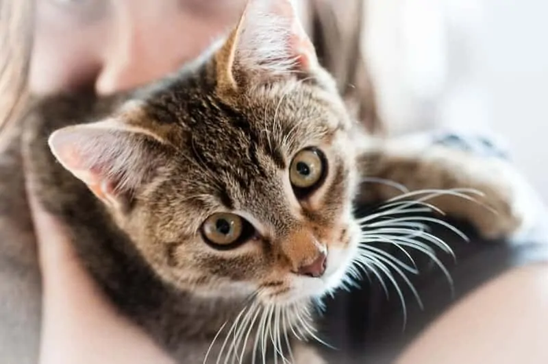 Taking Your Cat To the Vet