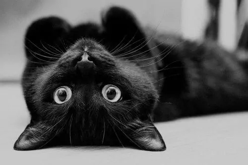 Celebrate National Black Cat Appreciation Day on August 17th