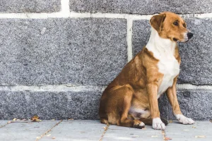 pet charities in Texas help homeless dog