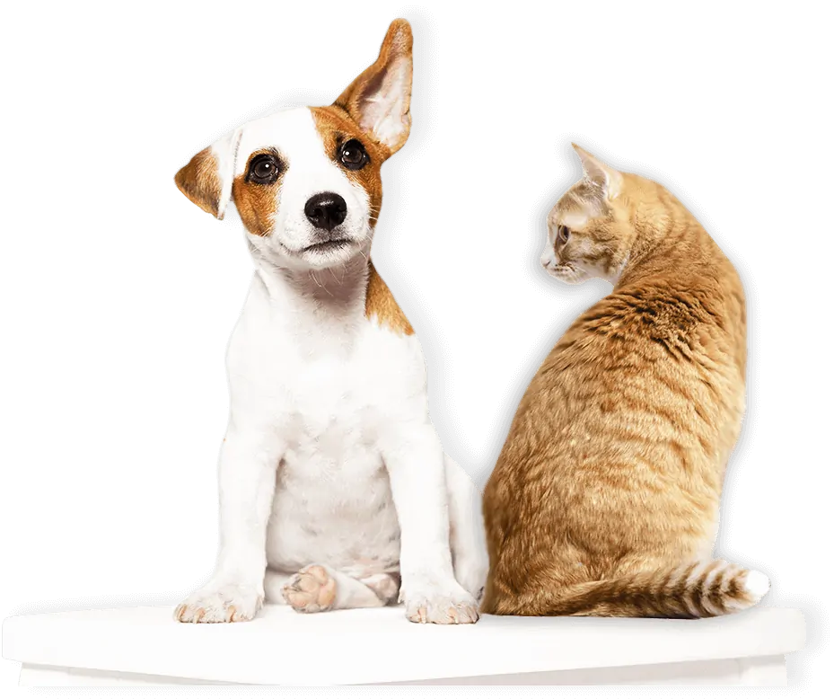VIP Pets waiting for their Dallas and Austin Pet Sitter white and brown spotted puppy and orange tabby cat wait for their pet sitter austin and pet sitter dallas