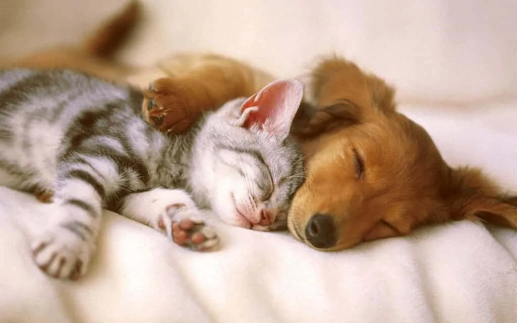 Three Pet Sitting FAQ’s
