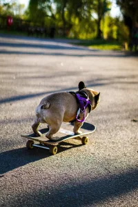 French bulldog learns new tricks
