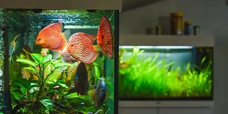 Dallas Austin Drop In Pet Sitting