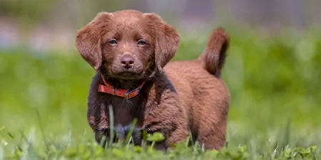 Dallas and Austin Puppy Visits