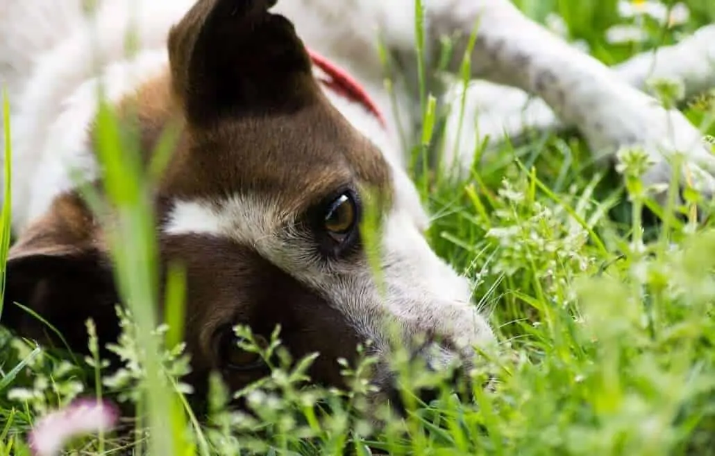The Best Dog Friendly Plants