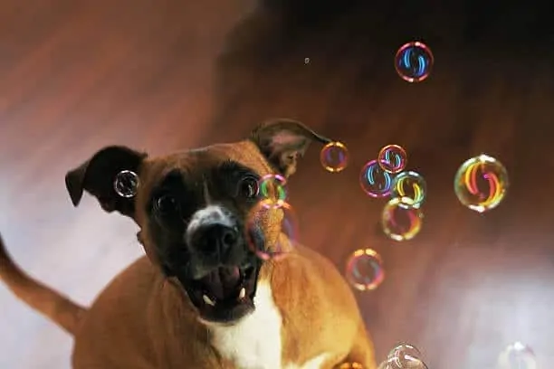 April 11th Is National Pet Day!