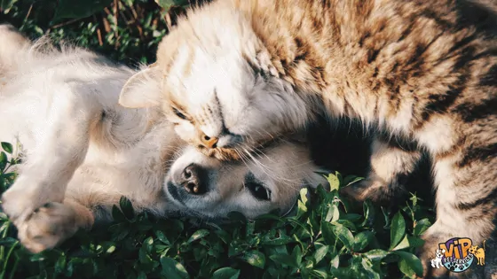 Keeping Your Pet Safe, Happy, And Having Fun In The Summer Heat