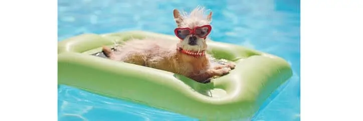 Preventing Sunburn for Your Pets