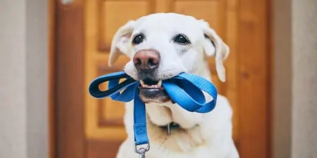 Dog Walking