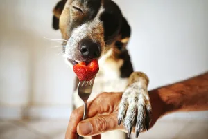 austin pet sitter plays with dog love