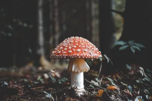 Toxic mushrooms compromise fall pet safety 