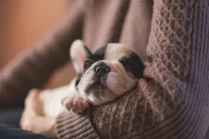 French bulldog puppy are common stolen pet theft