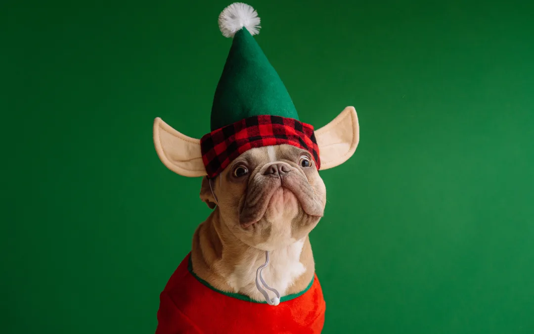 10 Best Ways to Help Homeless Pets During the Holidays