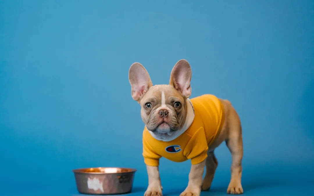 The Best of Austin Pet Food Stores