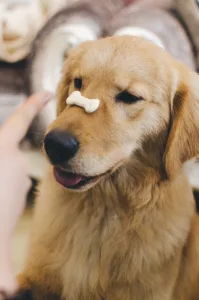 Discover the joy of teaching your pet new skills with our comprehensive guide.