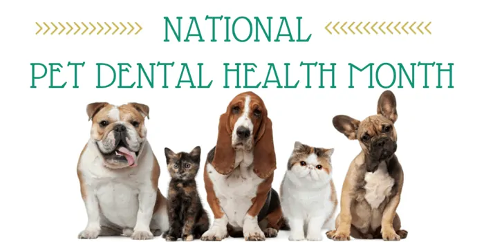 Pet Dental Disease Part I:  Our Furry Housepets