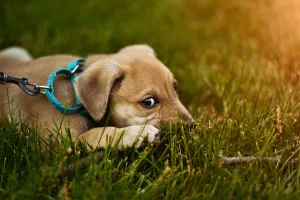 Lab puppy plays in grass with dog trainers in dallas and austin