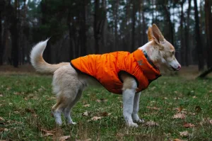 dog walking in dallas and austin during winter