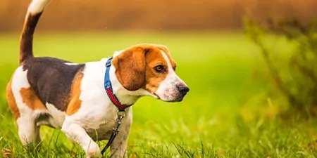 On Demand Dog Walks