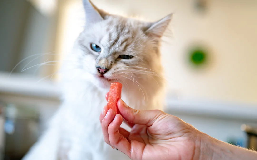 5 New Year’s Resolutions for Animal Lovers