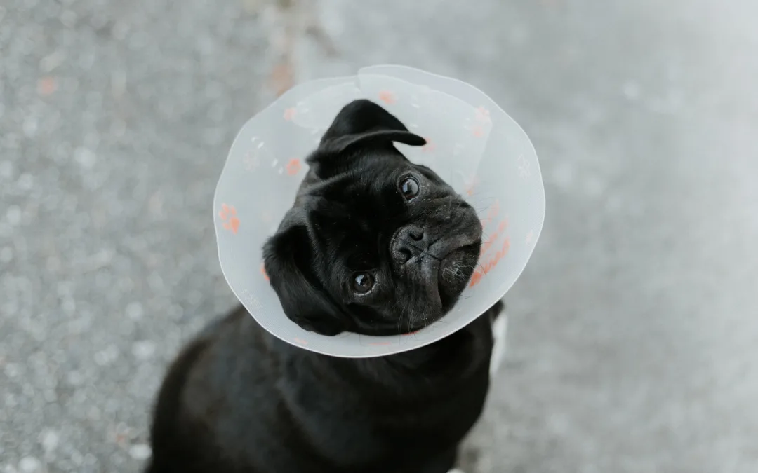 Allergies in Pets: 5 Ways to Spot and Stop Them Quickly